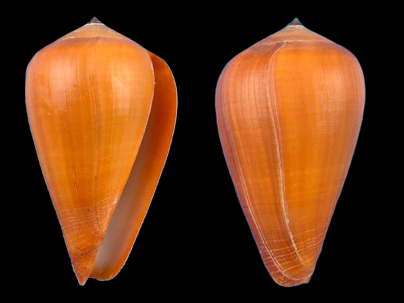 Conus (Dendroconus) betulinus deprehendens Prelle, 2009 voir Conus (Dendroconus) betulinus Linnaeus, 1758 D_bbet10