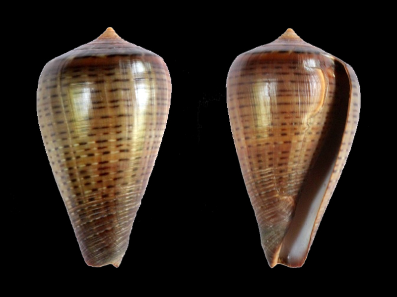 Conus (Dendroconus) betulinus zulu Petuch, 1979 voir  Conus (Dendroconus) betulinus Linnaeus, 1758 D_betu12