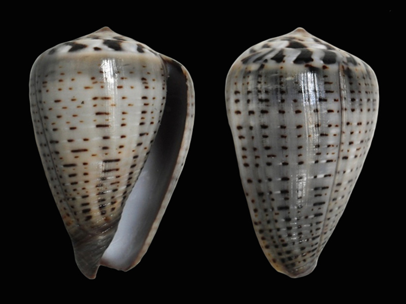 Conus (Dendroconus) glaucus  Linnaeus, 1758 D_glau10