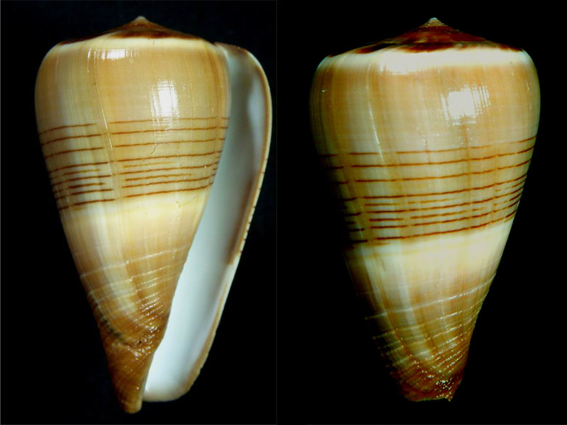 Conus (Dendroconus) loroisii insignis  Dautzenberg, 1937 voir Conus (Dendroconus) buxeus Röding, 1798 D_loro11