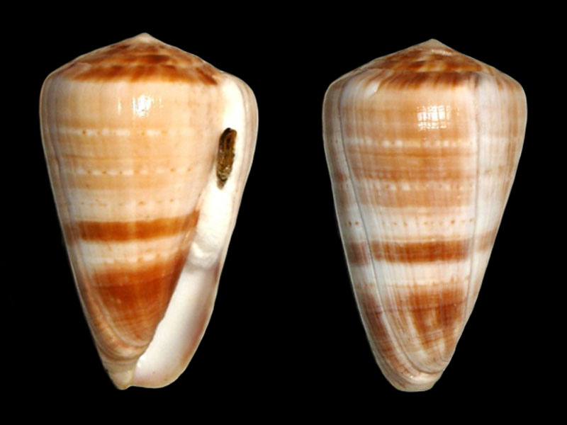 Conus (Dendroconus) medoci   Lorenz, 2004 D_medo10