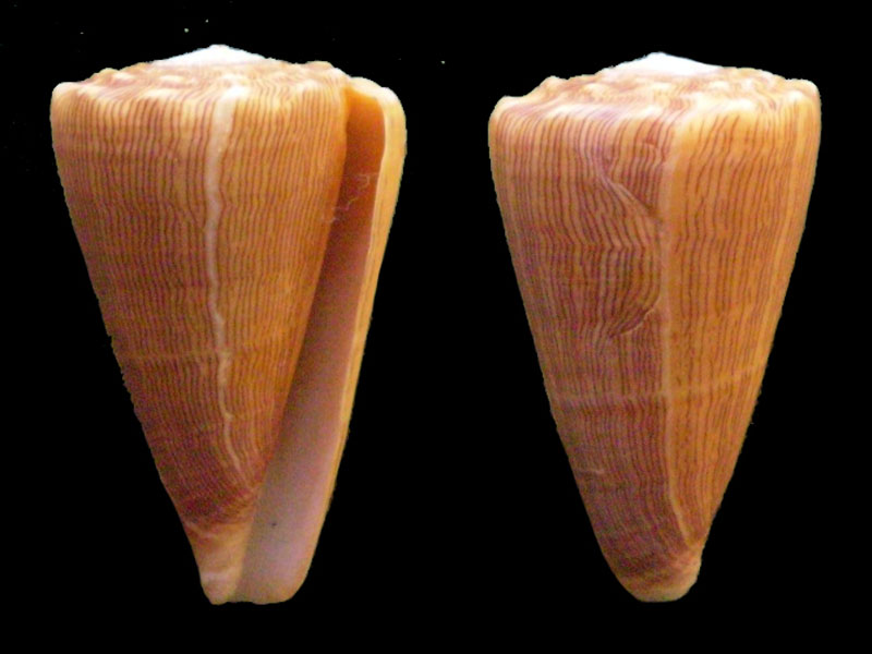 Conus (Ductoconus) lineolatus (Valenciennes, 1832) voir Conus (Ductoconus) princeps Linnaeus, 1758 D_prin12