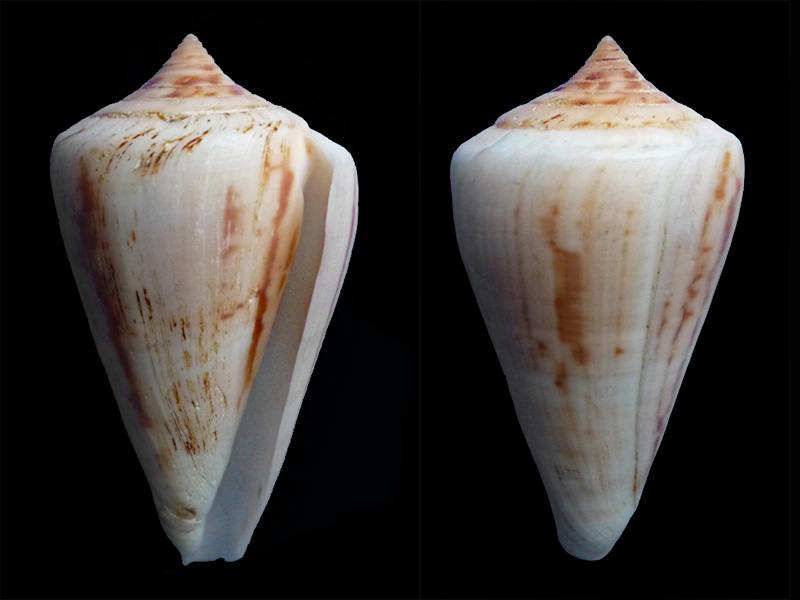 Conus (Dauciconus) virgatus  Reeve, 1849 D_virg10