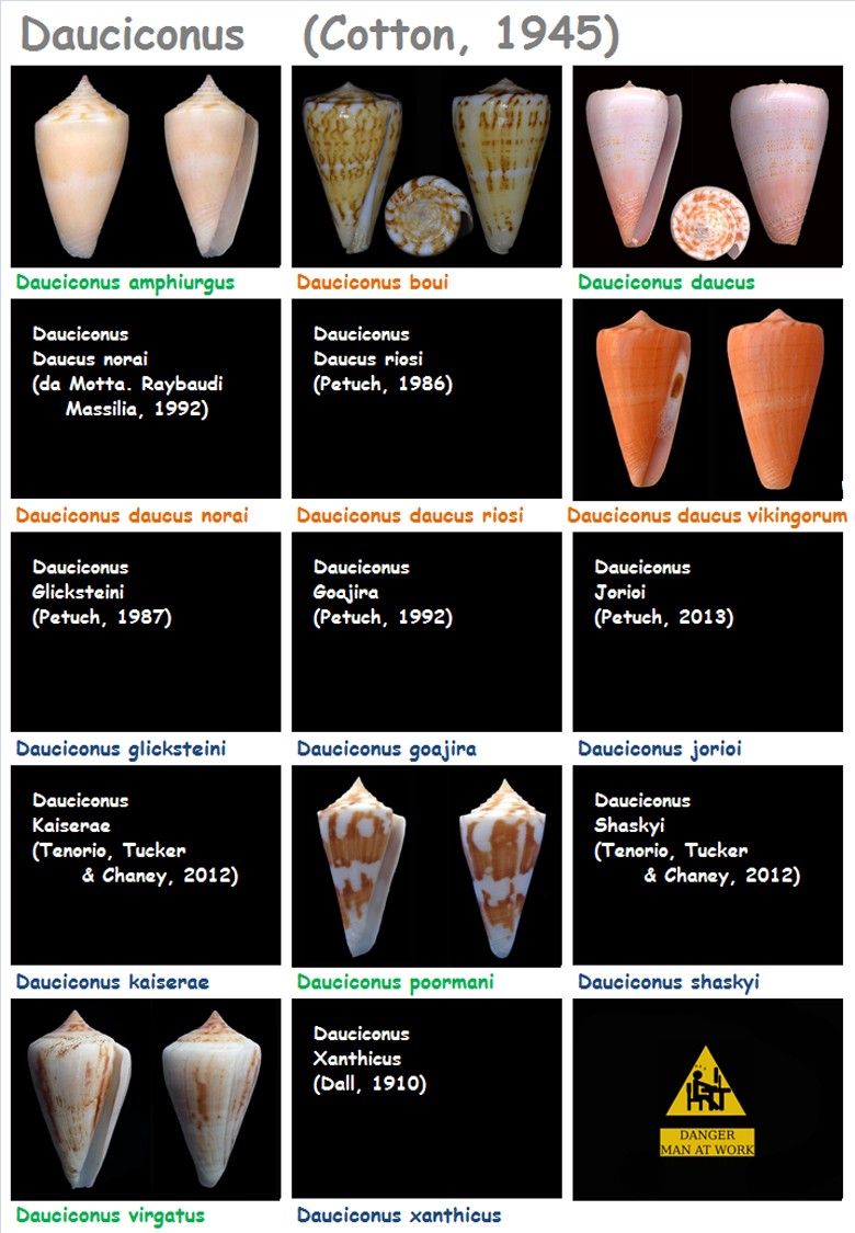 Conidae Conus (Dauciconus) - Le genre, ses espèces, la planche Daucic11