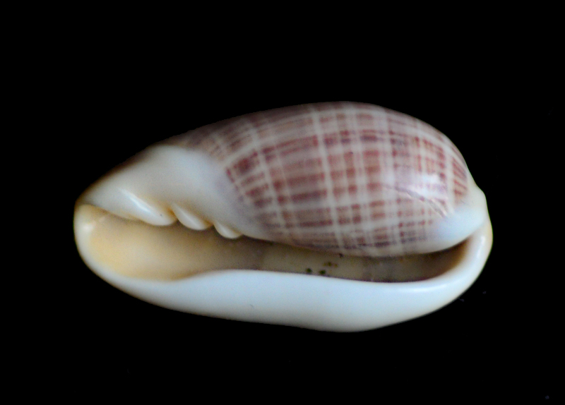 Volvarina angustata - (G. B. Sowerby II, 1846) Dsc_5710