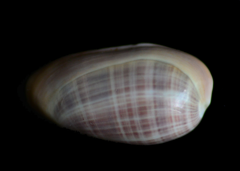 Volvarina angustata - (G. B. Sowerby II, 1846) Dsc_5711
