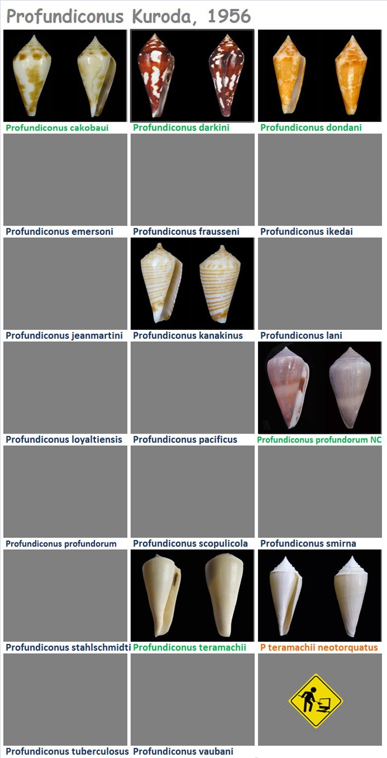   Conidae Profundiconus - Le genre, les espèces, la planche Profun11