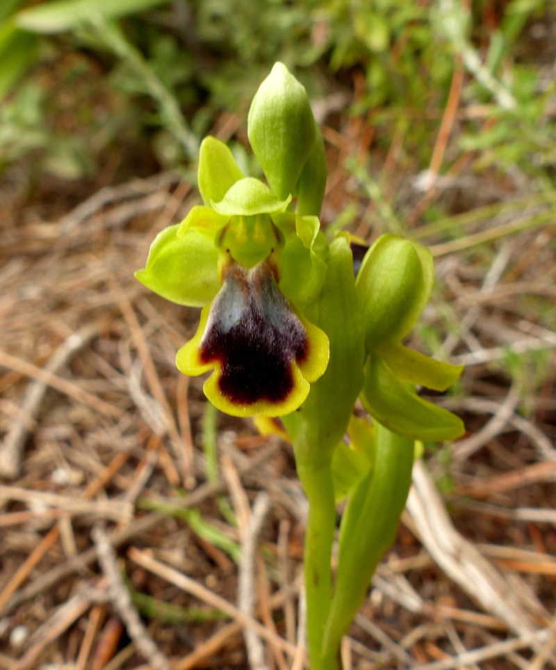 RHODES DU 28 MARS AU 10 AVRIL 2015 02 Ophrys10