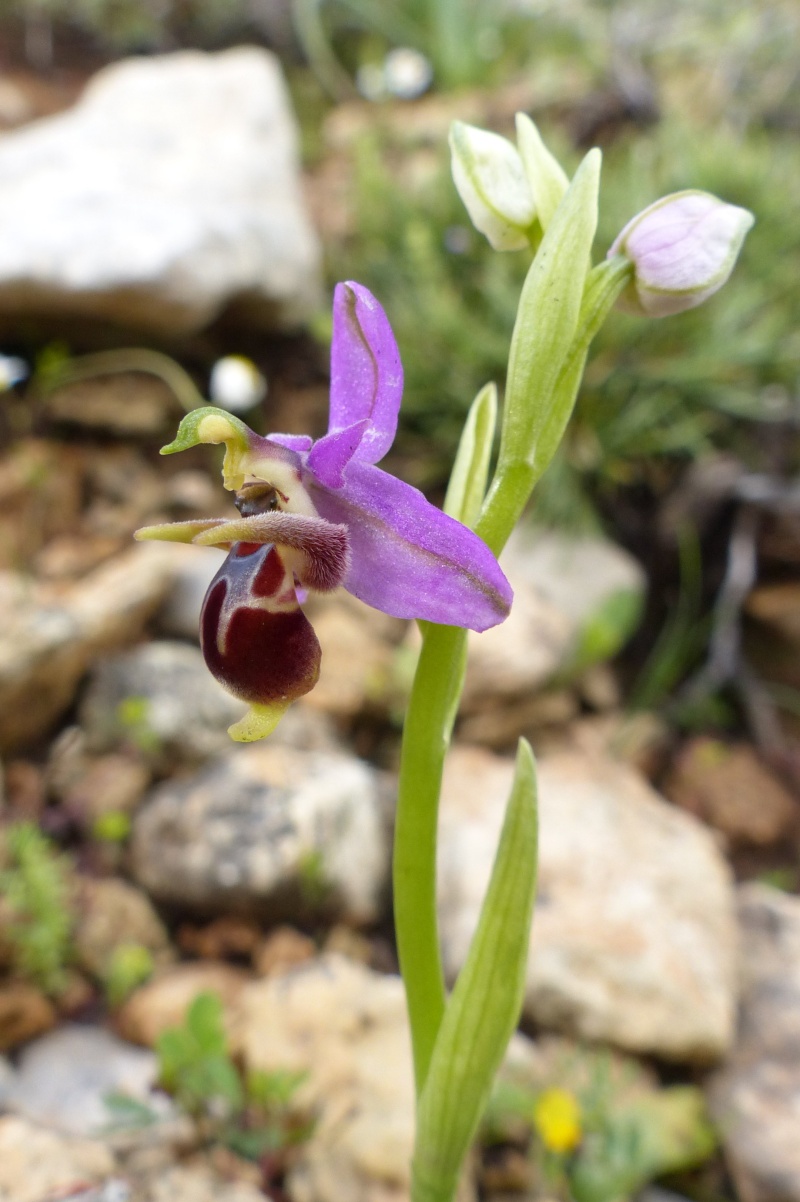 RHODES DU 28 MARS AU 10 AVRIL 2015 02 Ophrys16