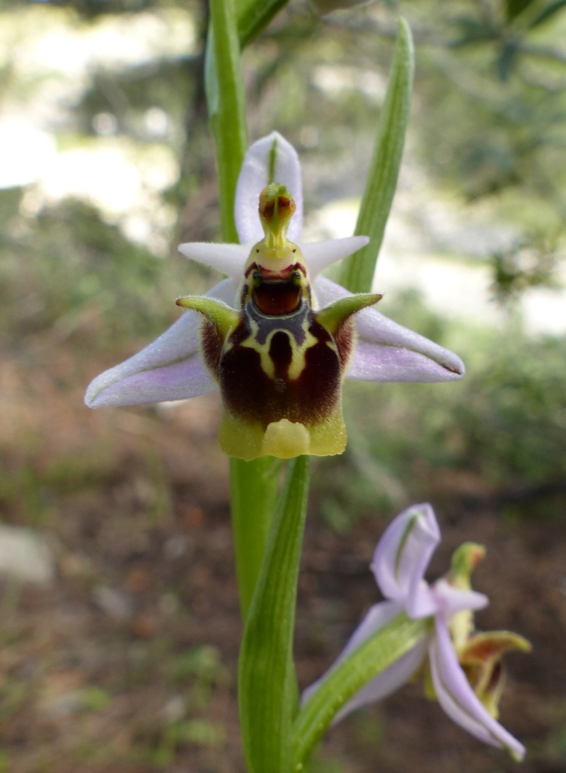 RHODES DU 28 MARS AU 10 AVRIL 2015 04 FIN   Ophrys60