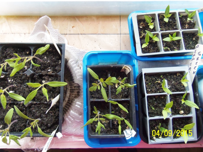 Tomato Tuesday 2015 April_10