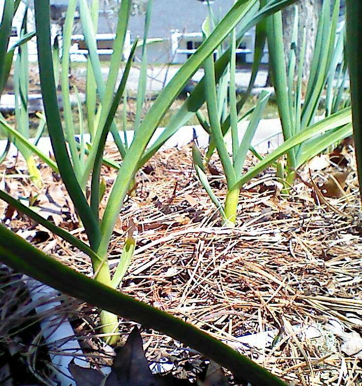 Mary Mary quite contrary, how does your garlic grow? - Page 23 Img_2029