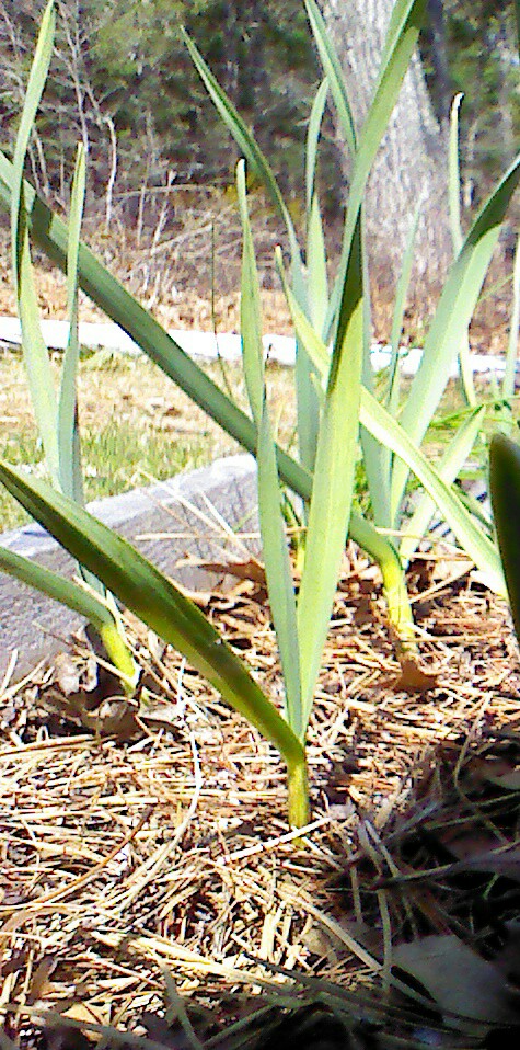 Mary Mary quite contrary, how does your garlic grow? - Page 23 Img_2030