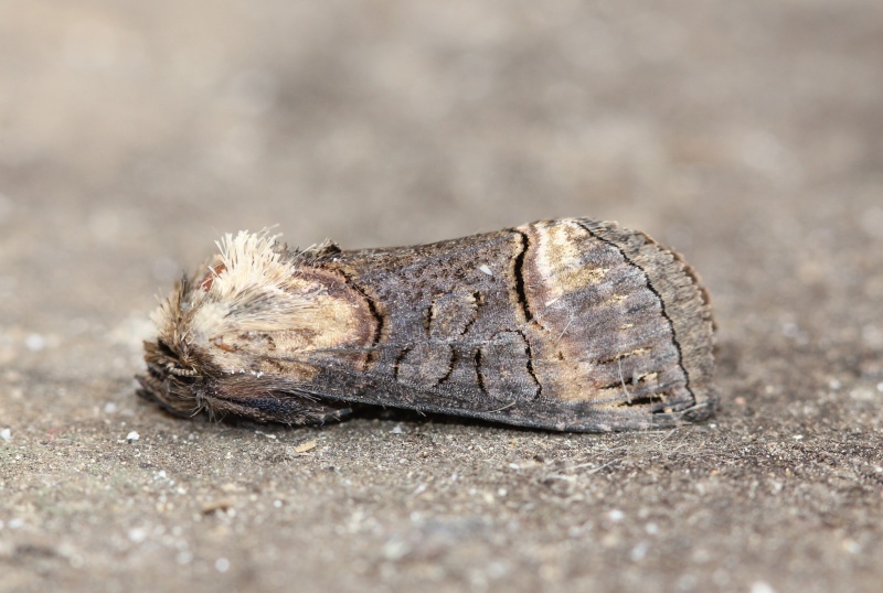 Soirée du 16/04 à Carhaix : Aabrostola triplasia, Mamestra brassicae, Nola confusalis, Nomophila noctuella, Xanthorhoe fluctuata,  Abrost10