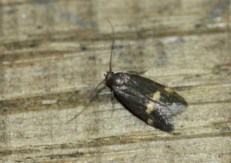 EPINOTIA - Soirée du 31 mai Lassy : Borkhausenia, Epinotia, Nephropterix, Oligia, Rhigognostis, Scopula,  Borkha10