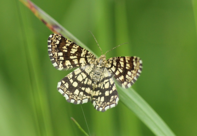 Bruz le 13 mai : Chiasmia, Adscita, Crambus lathioniellus, Hedya, Evergestis, Lomographa Chiasm10