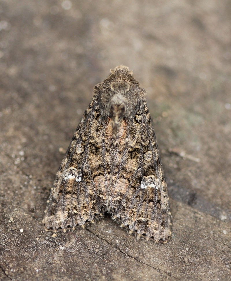 Soirée du 16/04 à Carhaix : Aabrostola triplasia, Mamestra brassicae, Nola confusalis, Nomophila noctuella, Xanthorhoe fluctuata,  Mamest10