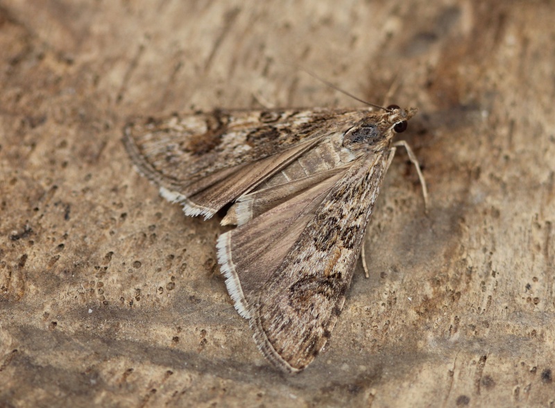 Soirée du 16/04 à Carhaix : Aabrostola triplasia, Mamestra brassicae, Nola confusalis, Nomophila noctuella, Xanthorhoe fluctuata,  Nomoph10