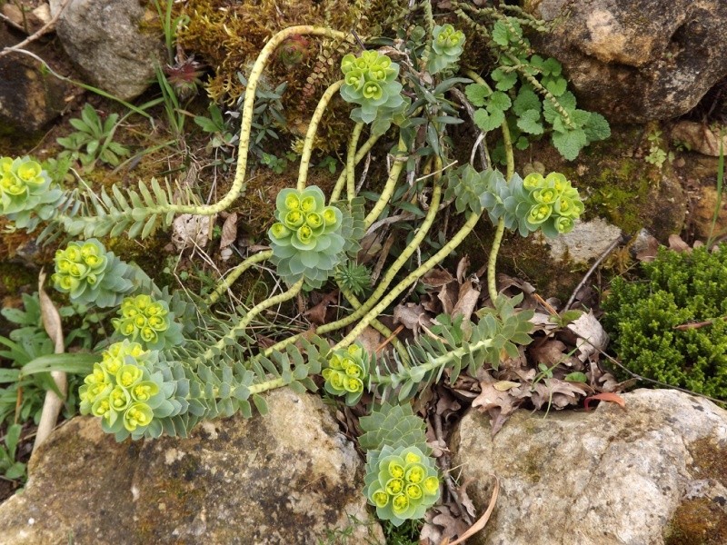 Euphorbia myrsinites  - euphorbe de Corse, euphorbe faux-myrte Euphor15