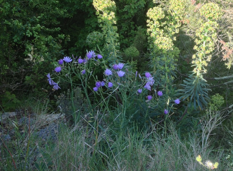 Lactuca perennis, Sisyrinchium sp., Anthriscus ? [id. non terminée] Id_210