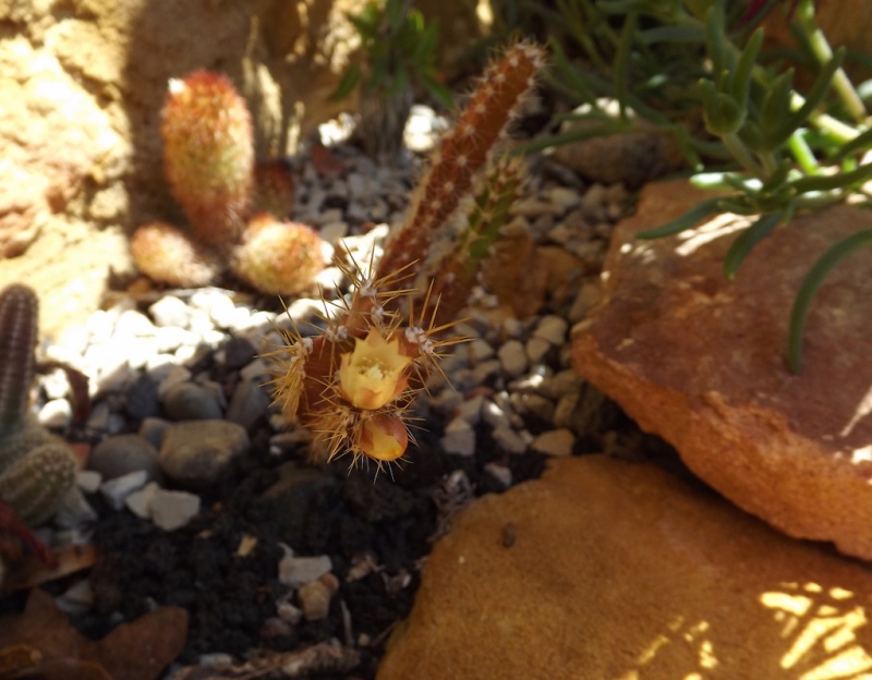 cactus - floraisons de mai 2015 Pfeiff10