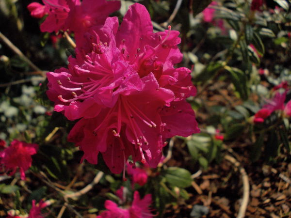 rhododendrons et azalées 2015 Dscn0216