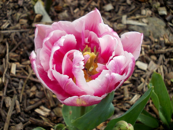 tulipes Dscn7822