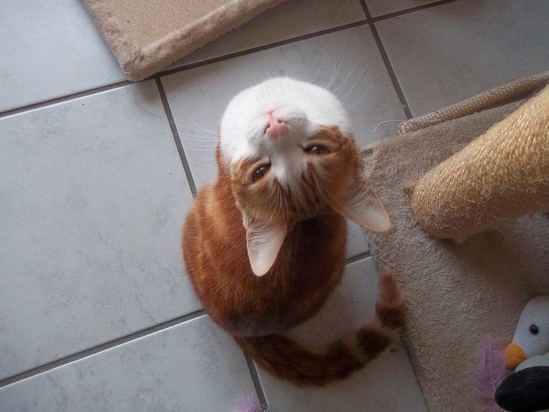 Machu, chaton roux et blanc, né début août 2014 100_1113
