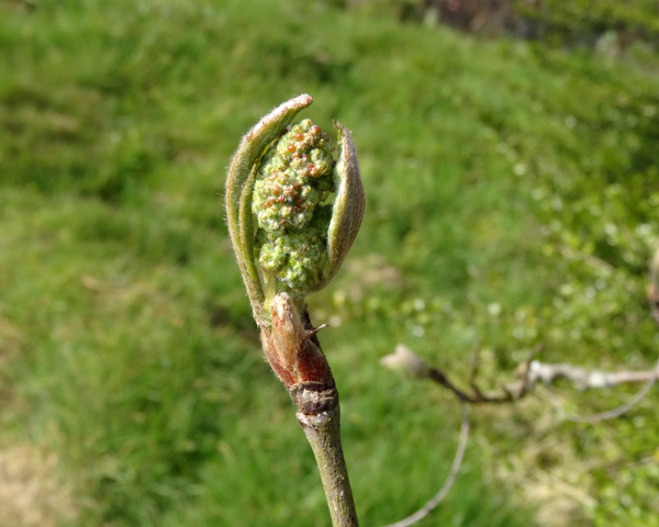 Pinus sp., Ribes nigrum, Galium odoratum, Exochorda macrantha 'The Bride', Sorbus aucuparia, Metasequoia glyptostroboides  [devinette] 510