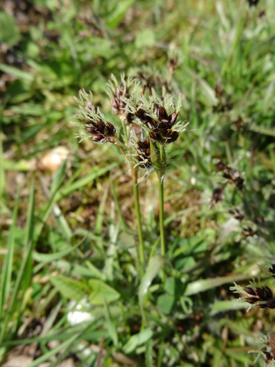 Luzula campestris - luzule champêtre [identification] Carex110