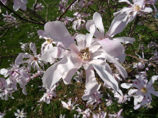 Magnolia x loebneri 'Leonard Messel' - Page 2 Magnol10
