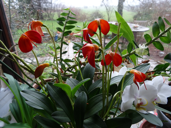 orchidées - floraisons du moment 2015 - Page 3 Masde10