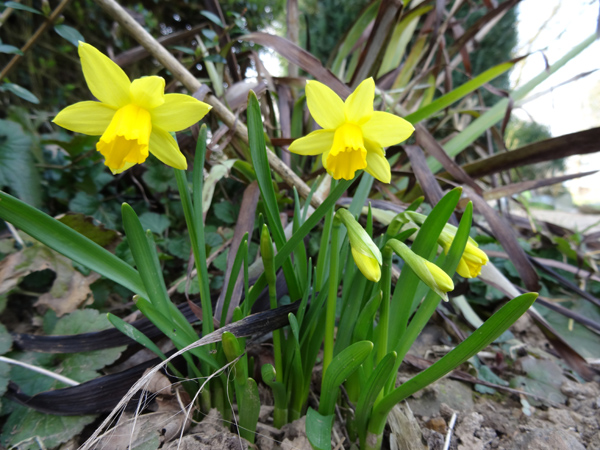 premiers sourires du jardin - Page 3 Narcis10