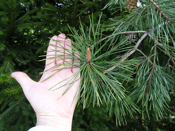 Pinus sylvestris - pin sylvestre - Page 2 Pin_sy10