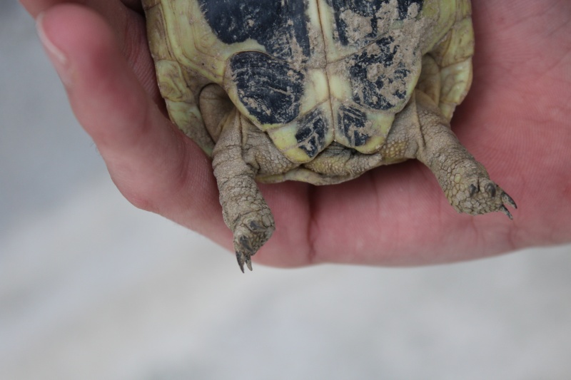 Premiere tortue Img_1813