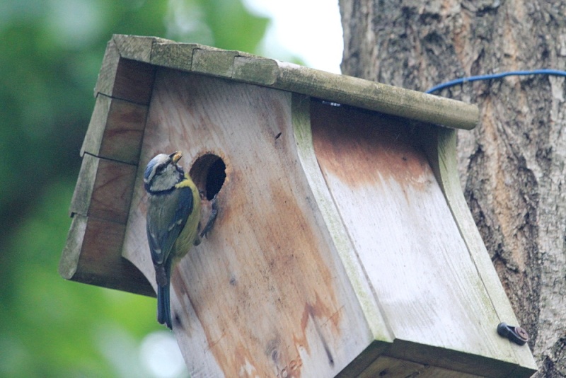 Mes photos d'oiseaux - maj 16/04/2018 (oiseaux du jardin) - Page 4 Img_0212