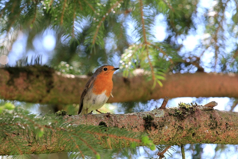 Mes photos d'oiseaux - maj 16/04/2018 (oiseaux du jardin) - Page 3 Img_9610