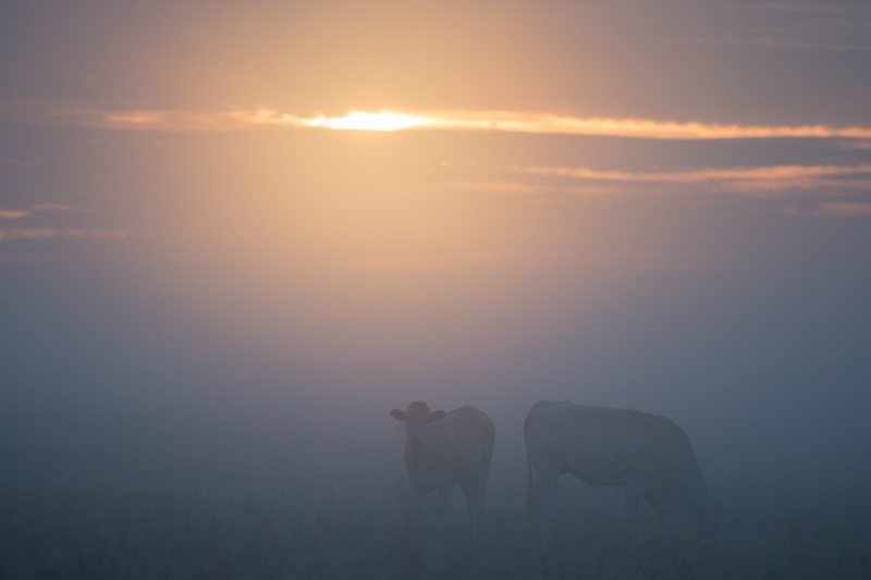 Pourquoi pas des vaches? - Page 2 Vache-10