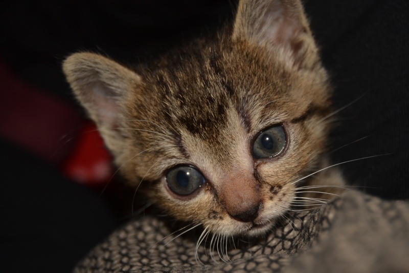 Lilly, femelle type européen tabby née le 25/04/2015 110