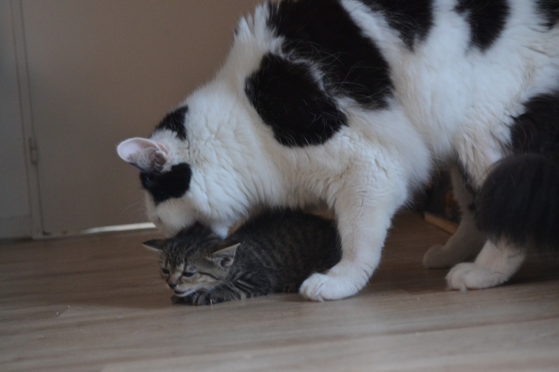 Lilly, femelle type européen tabby née le 25/04/2015 910