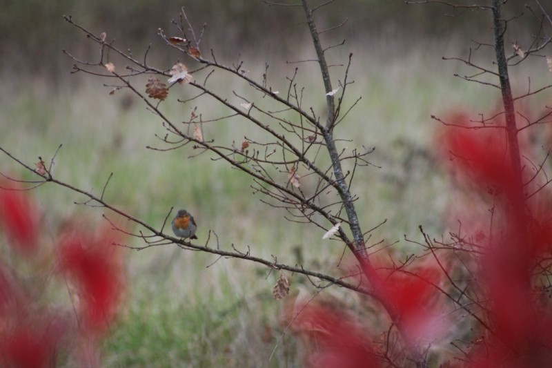 De toutes les couleurs... - Page 5 Rouge010