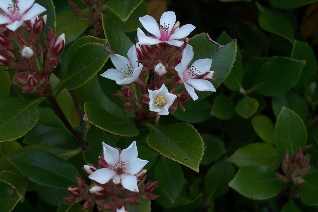 Rhaphiolepis x delacourii 'Springtime' Rhaphi10