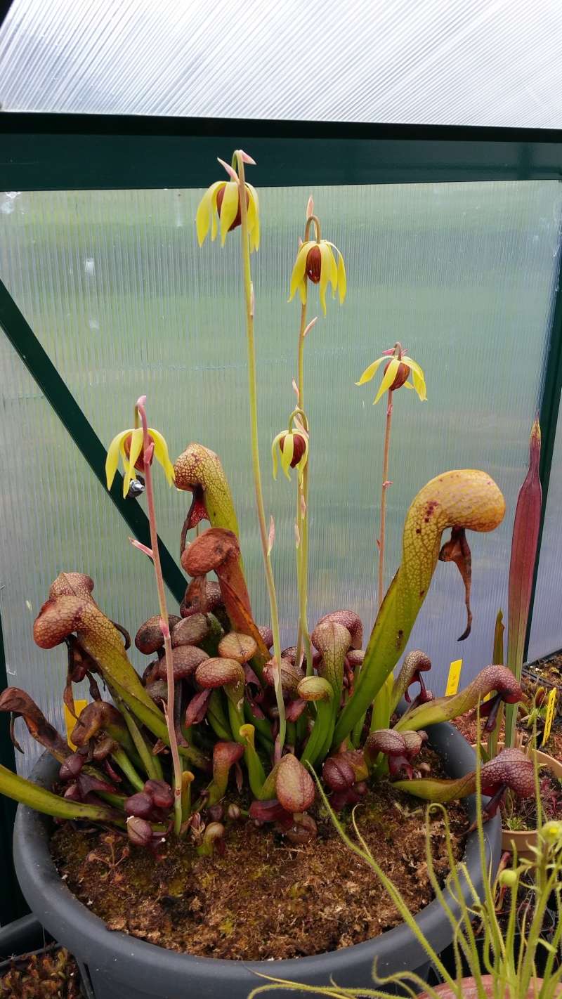 substrat darlingtonia - Page 2 20150410