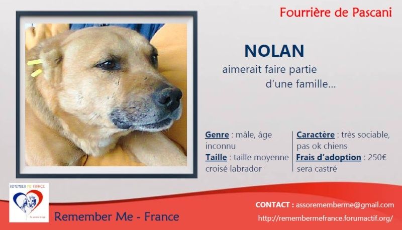 ** NOLAN ** - Mâle taille moyenne très sociable né en 2008 - ( PASCANI ) - adopté par Nadine (Belgique) - DECEDE Visuel30