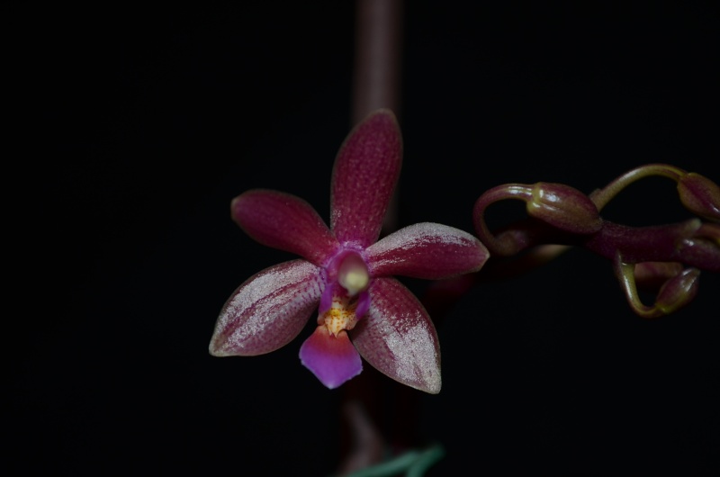 Phalaenopsis cornu-cervi x equestris 'rosea' (Cornustris) 29041510