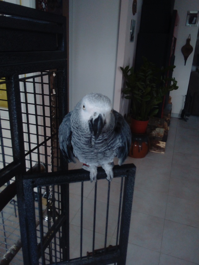 Perroquet gris du gabon Perroq10