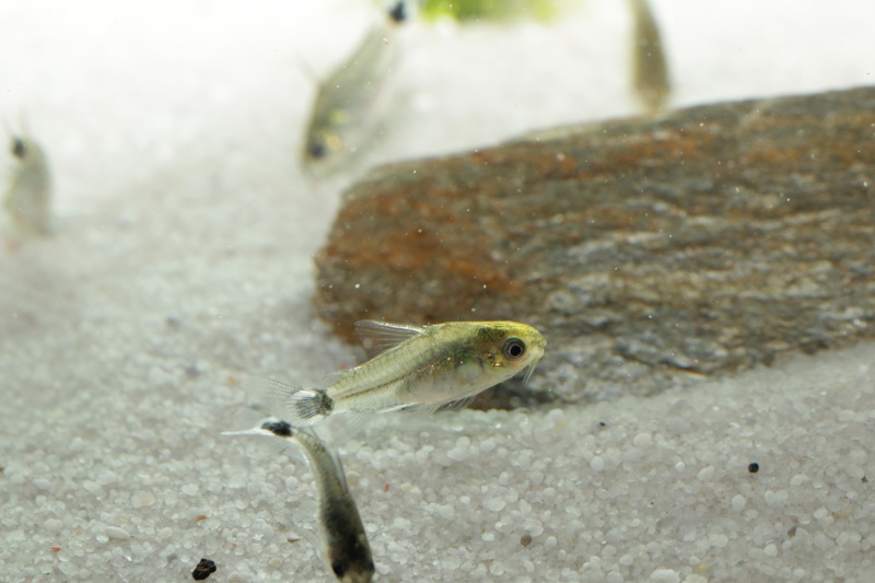 Corydoras hastatus/Hyphessobrycon elachys - Page 5 Corydo71