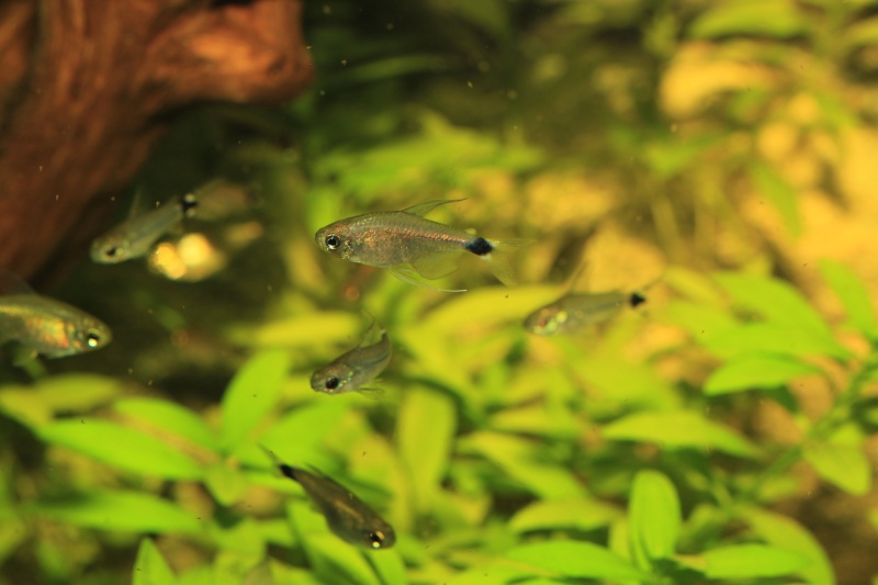 Corydoras hastatus/Hyphessobrycon elachys - Page 4 Hyphes10