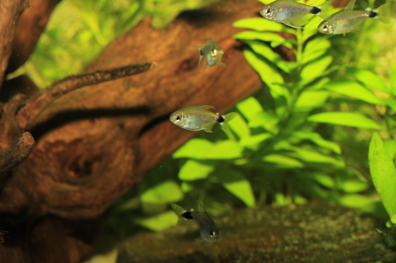 Corydoras hastatus/Hyphessobrycon elachys - Page 4 Hyphes12