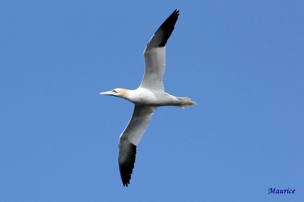 L'Archipel des  sept-iles  27.05.15 et ses oiseaux + 26/27.06.15 + Juin 2016  27051514